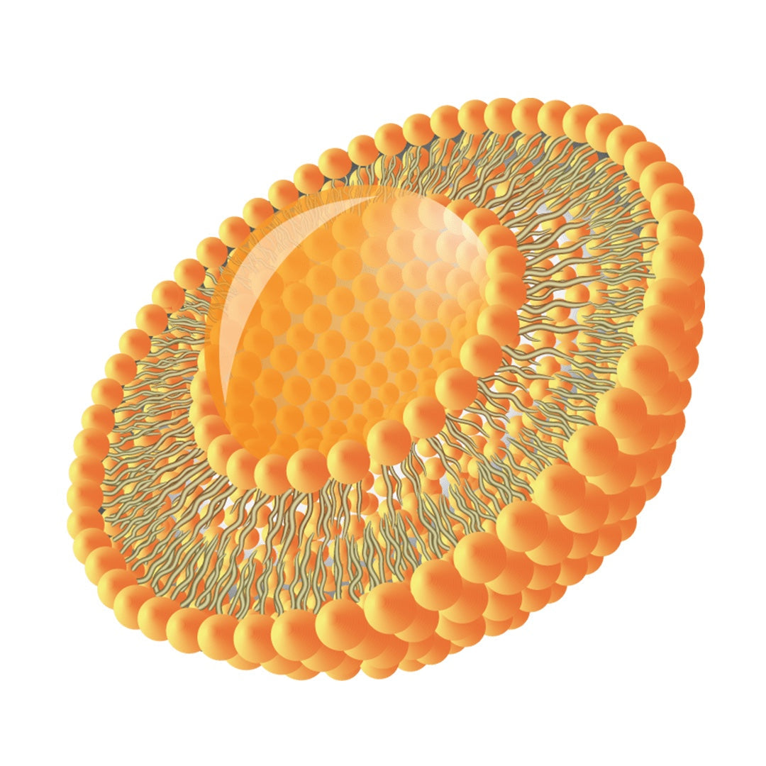 Liposomal Delivery: The Future of Nutrient Absorption